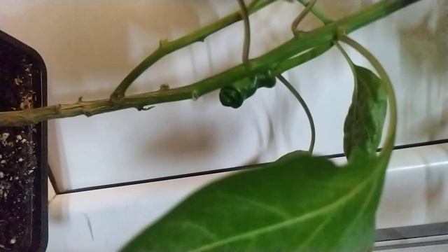 Peter Pepper, острый перец, интересной формы, сравнение дома