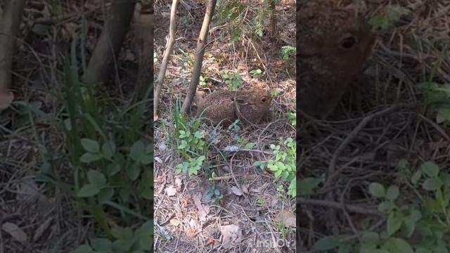 Маленький заяц.