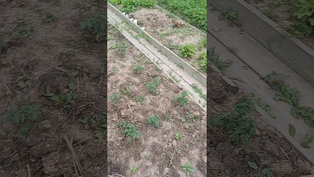Что выросло на даче?