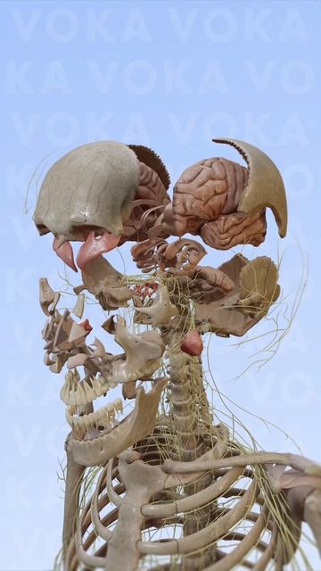 Изучение анатомии черепа и мозга с помощью 3D визуализации от VOKA #3danatomy
