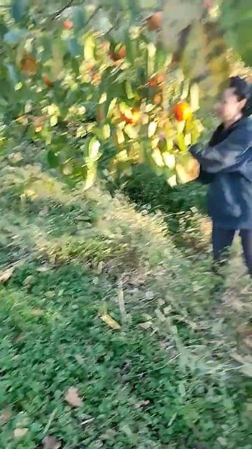 Собираем хурму в фруктовом саду