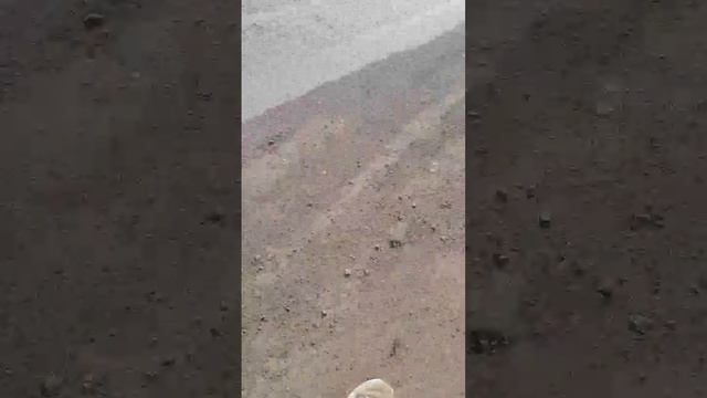 немецкая овчарка 8 мес