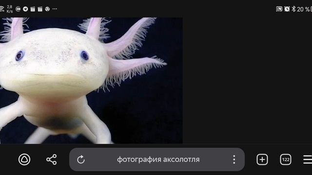 Аксолотль