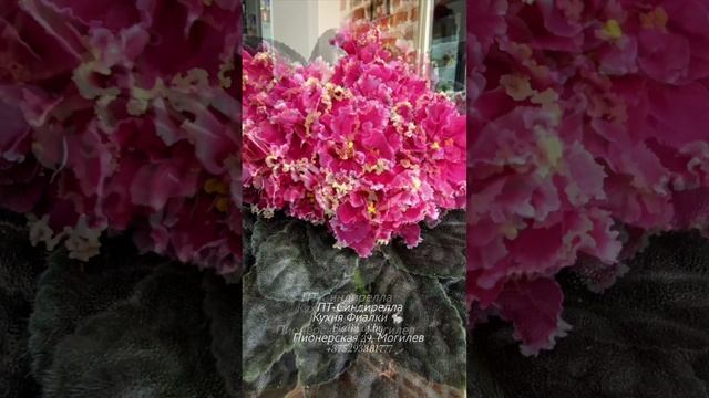 ПТ-Синдирелла. Мощная розетка из тёмных листьев и конечно,  красивые красные цветы с золотым рюшем.