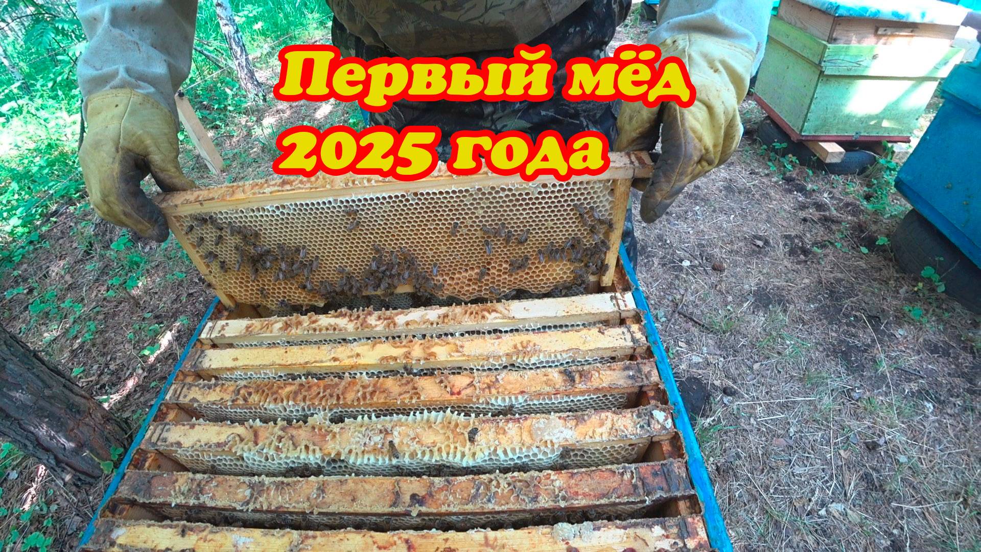 ПЧЁЛЫ ПОНЕСЛИ НЕКТАР, СТАВИМ ВТОРЫЕ МАГАЗИНЫ ПОД МЁД НА ТОЧКЕ №1
