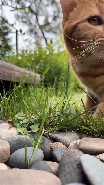 #Россия #животные #коты #мурзики #котики