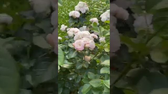 Роза Bouquet Parfait. Букет невесты. Как цветём в Подмосковье.
