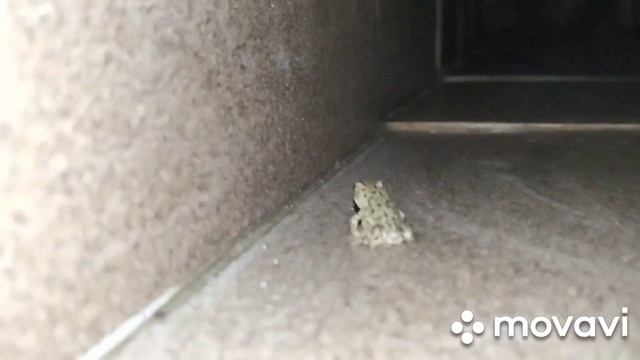 Crazy Frog на трассе, лягушонок вышел погонять