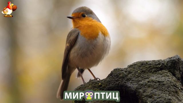Мир птиц – красота и грация пернатых созданий Природы 🦩🦚🦜 Выпуск (208) 🦉🐦🐤