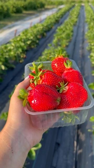 Сочные кадры: сбор клубники на  нашем ягодном хозяйстве 🎥🍓
