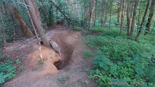 🦡В Смоленском лесу были замечены двое упитанных барсуков