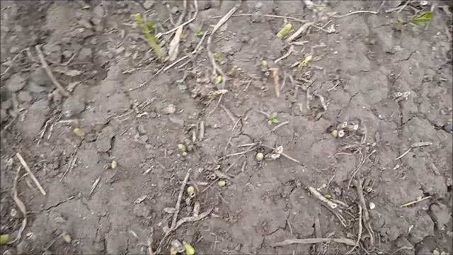 Утренний обход огорода в приятной компании