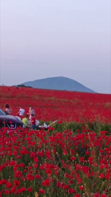 Красота.