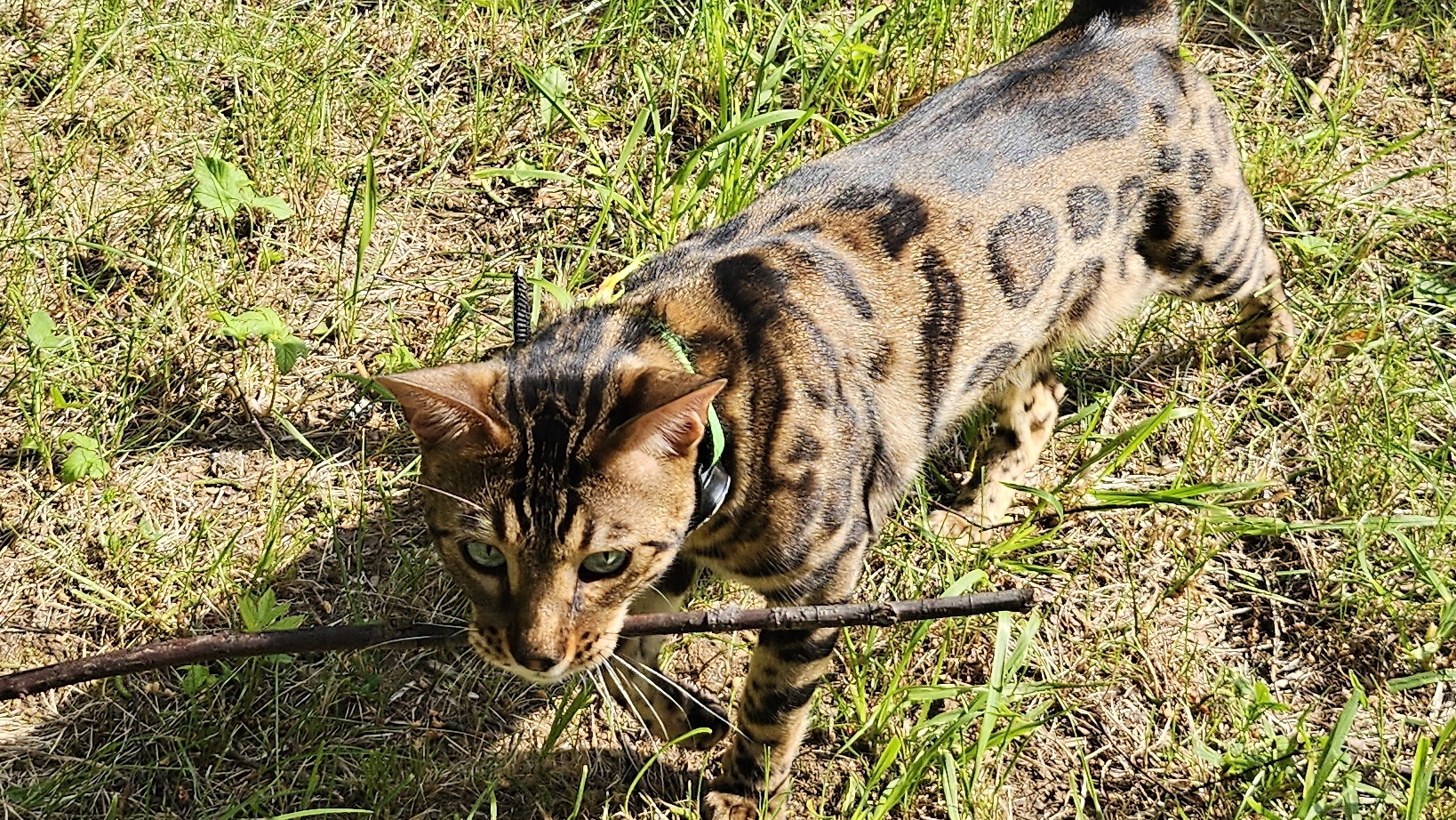 Котопес