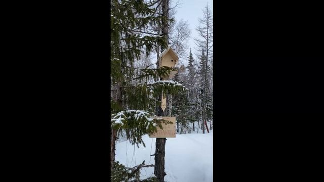 белочка