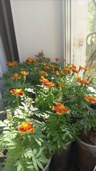 Красота
Природы