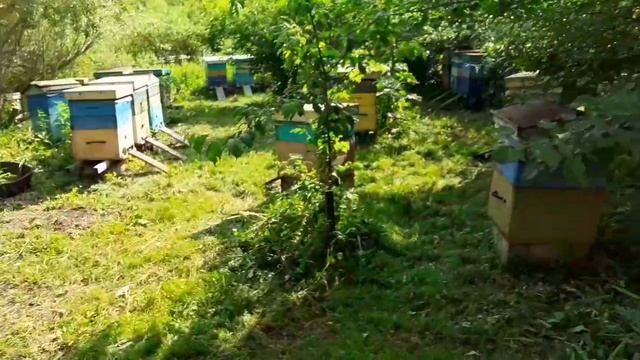 На Алтае в горах засуха и жара. Пасеки голодают. Спасаю пчел от гибели!