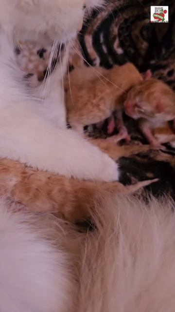 Доброе утро Ребята 🌞😻❤️🐈🐈🐈🐈🐈