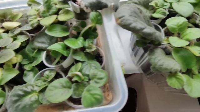 Моё хозяйство 🥀🌾 Фиалки после цветения.🌹🌺