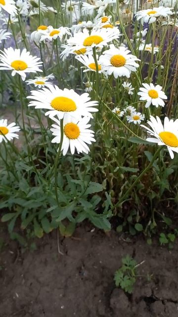 Ромашки🌼🌼🌼