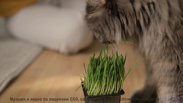 Этот клип даёт ощущение полной свободы - My Pal -- Crowander -- Uplifting Funband (poprock)