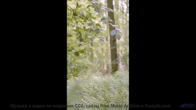 Сердце расцветает на фоне лесов и мощного саунда - Endless Sadness -- Mise Darling -- Rebel