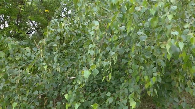Где ты,лето?🤔🌼🤗Камыш шумит,деревья гнутся🌿🍃☘️.П