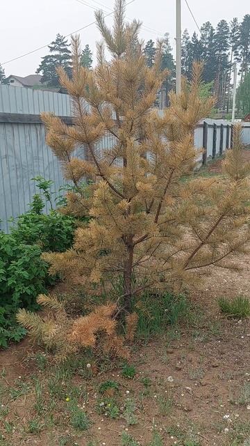 Сосна. Как спасти от засухи?