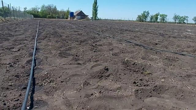 Капельний полив кавуна!!! Посадка кавуна травень 2025! Бі