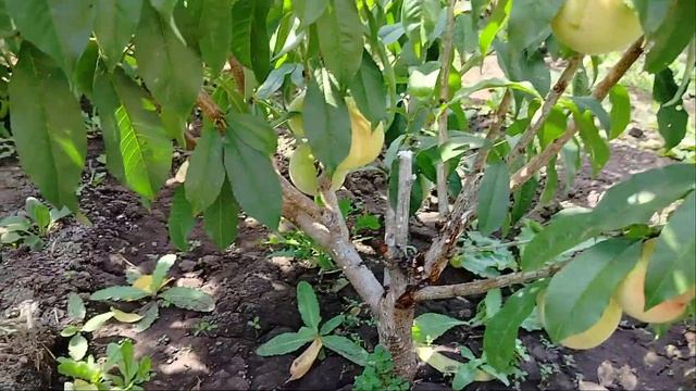 плодоношения персика 🍑 выращенного из косточек
