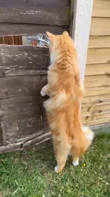 Забавные котики - # 27 2025 год