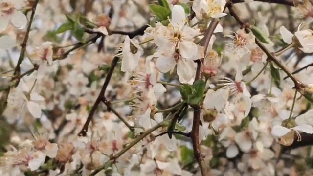 неделя зимы в Апреле,как перенесли морозы и снег наши ?