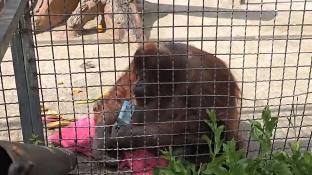 У ДАНЫ просто ИЗОБИЛИЕ Парк львов Тайган #тайган #орангутан #Крым