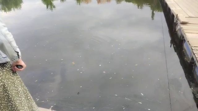 Вечер.Карпуша