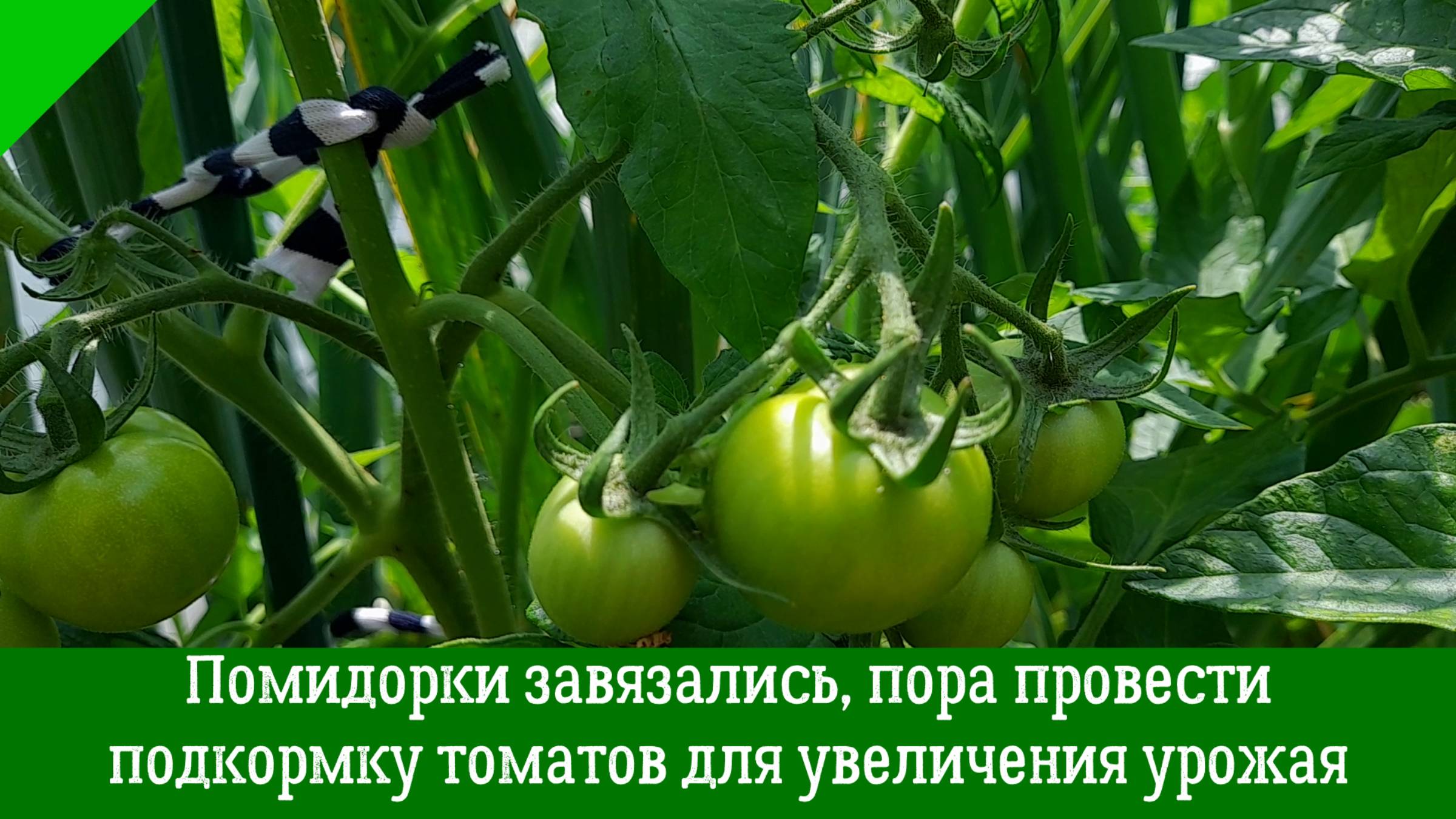 Помидорки завязались, пора провести ПОДКОРМКУ ТОМАТОВ для увеличения урожая!