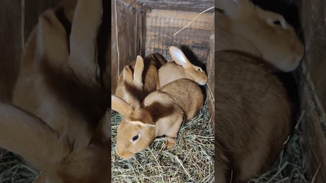Кормление кроликов с нуля.ЗДОРОВЫЙ КРОЛИК - ХОРОШИЙ ВЕ