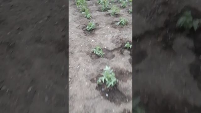 Добрый вечер мои дорогие!