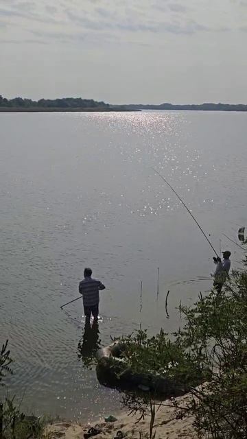 Ловля 🎣 сазана