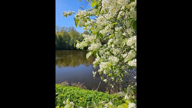 Аромат черёмухи невозможно спутать ни с чем. 20.05.2025#park #