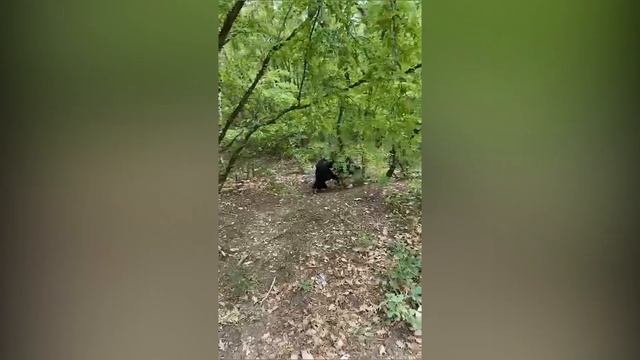 Черныш