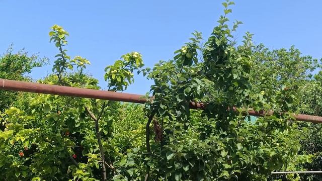 🔥КУЧУГУРЫ🔥СЕЗОН 2025💥МОРЕ И ФРУКТЫ😋❤️ #кучугуры #азовскоеморе #море #рынок