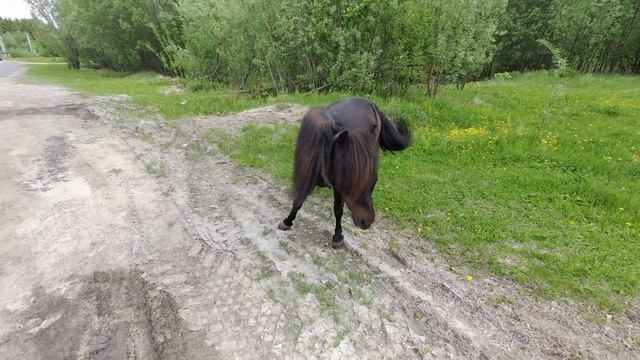 Конь без пальто