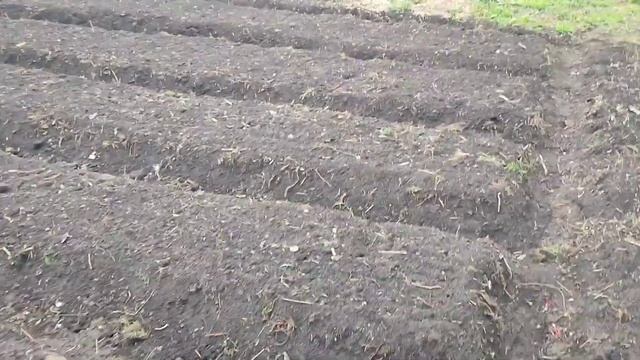 Ничего сажать не буду! Совсем! Только вот...