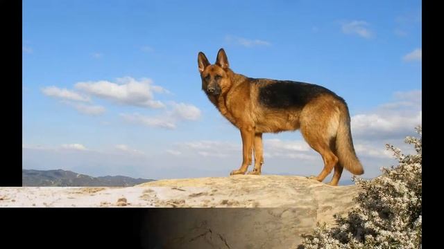Немецкая овчарка (German Shepherd) - порода собак