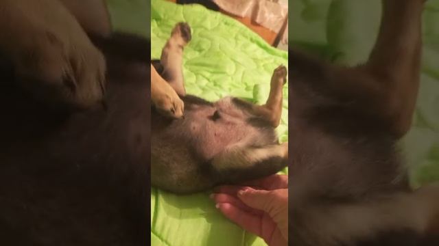 Как растут щенки!?  Вот так. В играх и забавах.