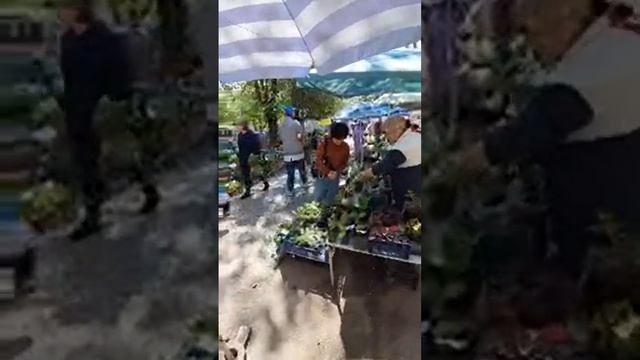 Клевер на удачу  в прямом эфире!