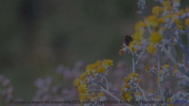 Почему военные используют эту музыку Секрет раскрыт! - Blur And Coalesce -- Podington Bear -- The Hu