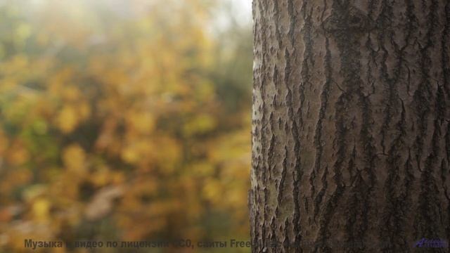 Звуки, программирующие ваше будущее - наука или предопределение - From Ohio -- Derek Clegg -- The Be