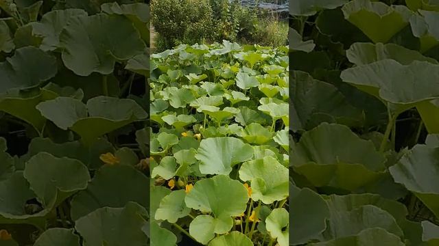 На даче летом Что из чего растёт.Самый антигламур! #мин