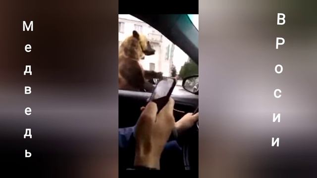 Медведи в Америке и РОССИИ